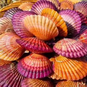 통영 비단 홍가리비 제철 선별 해물탕재료 캠핑 조개구이 2kg