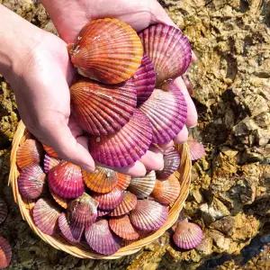 통영가리비 산지직송 쫄깃 통통 선별 제철 홍가리비 3kg