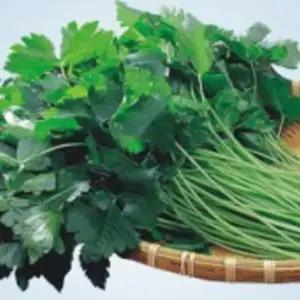 봄 참나물 산나물 채소 씨앗 종자 재배용 6000립