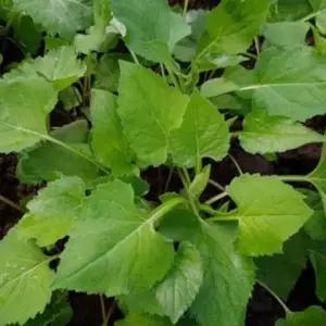 국산 취나물 산나물 채소 씨앗 종자 6000립