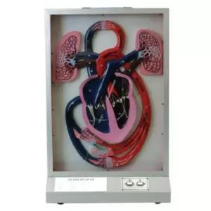 병원 보건대 심장모형 폐 혈액순환 모형 과학교구 두뇌발달 놀이키트 체험수업 엄마표