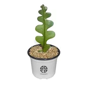 사막에 사는 식물 관찰 실험용 피쉬본 선인장