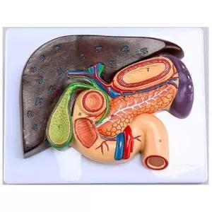 간 쓸개관 췌장 인체관찰 장기모형 방과후교실 보건교육 수업자료 과학관 상담실