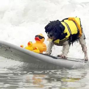 물놀이 강아지구명조끼 애견 반려견 반려동물물놀이용품 강아지 애견물놀이