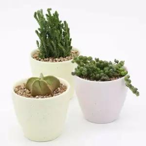 인테리어 반려식물 다육이 분갈이 파스텔 도자기 화분/다육이용/실내용/반려/식물/가정용/미니