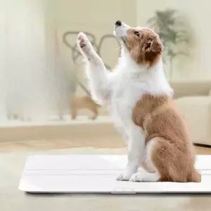 대형견 체중계 동물병원 측정기 100kg 몸무게 체중