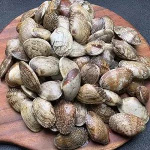 남해안 왕바지락 2kg