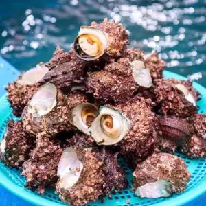 해녀 직접 채위 남해 자연산 뿔소라 2kg 신선한 활소라 산지직송 제철 캠핑요리