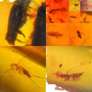 10개 한 세트  미얀마 곤충 앰버 화석 공룡 시대 부르마이트 광물 12.2