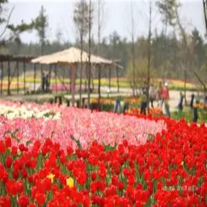 [편안한 28인승 우등버스 봄꽃여행] 봄의 유혹! 태안 세계튤립꽃박람회 당일