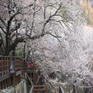 [편안한 28인승 우등버스 봄꽃여행] 봄의 유혹! 태안 세계튤립꽃박람회 당일