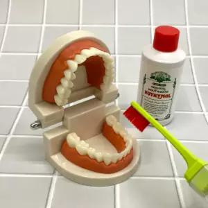 치아관리 양치교육 치아모형