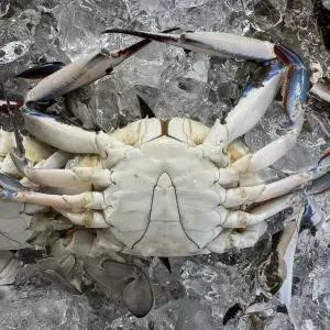 [NS홈쇼핑]국내산 서해 냉동 숫꽃게 2kg(9-12미내외)[35684671]