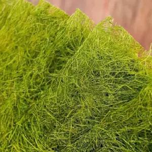 서산 50년 전통 수제 명품 햇 감태김 생 감태김