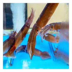 야들야들 부드러운 식감 끝판왕 급냉 원양산 한치 1kg 2kg 통찜용 총알한치 주전부리 간식 포차 육포 안주