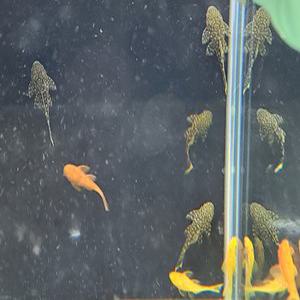 [스누피아쿠아] 안시 숏핀 유어 8마리 (색상랜덤)