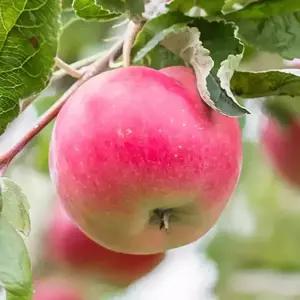 [충북농원] 루비에스 미니사과 사과나무 묘목 - 접목묘