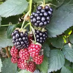 [충북농원] 슈퍼복분자 복분자 묘목 - 1년생~2년생/삽목묘