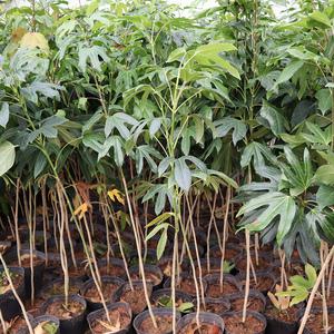 황칠나무 묘목 3년생 6년생 관엽식물 특용수 약용수 관상수 조경수 원예