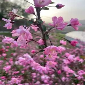 직접키운 서부해당화(수사해당화) 화분묘 개화주