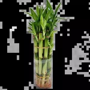 트리앤 개운죽 12cm 20cm 30cm 1단원통 미세먼지제거 공기정화식물 수경식물물