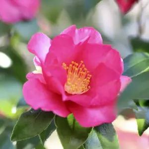 애기동백나무 묘목 개화주 H40cm내외 포트1개