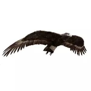 모형 모조 인형 비둘기 독수리 유해 달린 퇴치 참새
