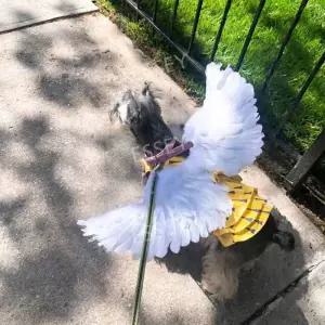 강아지날개 코스프레 천사 날개 강아지 의상 파티 고양이 할로윈 소품 코스튬