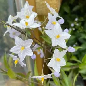 배풍등 야생화 숙근초 관상잎 화단포인트 정원 반양지식물 노지월동 B02