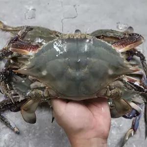 살이 꽉찬 서해안 꽃게 2kg