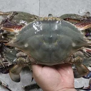 [NS홈쇼핑]살이 꽉찬 서해안 알베기 암꽃게 1kg[35284322]