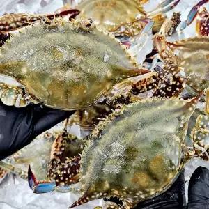 [NS홈쇼핑]급냉 암꽃게 2kg[35333066]