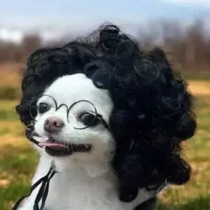 [반려] 뽀글머리 강아지 가발 강아지모발 애견코스프레 강아지코스프레