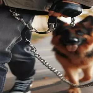 [반려] 반려견 LED 목줄 25mm 비숑목줄 강아지산책목줄