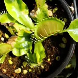 학교 유치원 식물관찰 과학수업 식충식물 파리지옥 유아교구 아동센터 교구