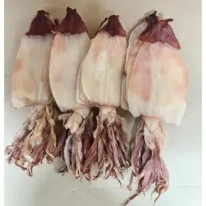 한치왕특대 반건조한치 마른한치 최상급 1kg 20마리 주전부리 포차 쥐포 육포 간식 안주