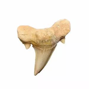 상어 화석 이빨 표본 영어 치아 세트 고고학 초등과학 물고기 암모나이트 뼈 고생물