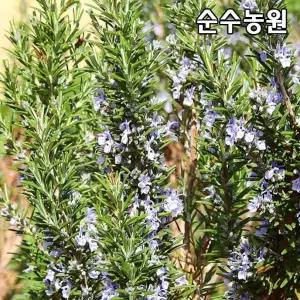 로즈마리 10cm포트 5개/허브 모종/야생화
