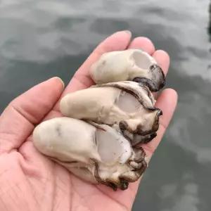 통영1등급 생굴3kg/大小/자연채모종