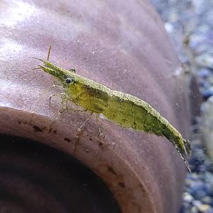 [신세계수족관] 이끼청소 생이새우 2~2.5cm 50마리