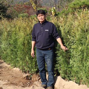 울타리 측백나무 묘목 1m, 1m20, 1m50 울타리나무 조경용 차폐용 경계수 테라스꾸미기