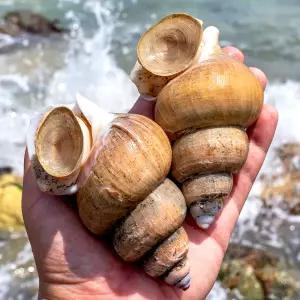 백골뱅이 백고동 1kg 대 동해안 자연산