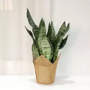 갑조네 타이거 산세베리아(중품)