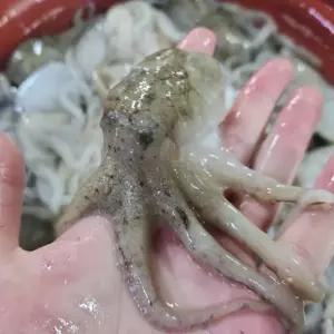 국내산 제철 활 쭈꾸미 주꾸미 1kg 샤브샤브