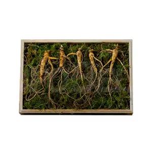 강원도 치악산 산양삼 국내산 자연산 건강 선물 사포닌 산양 삼 산삼 인삼 수삼 산양산삼 1세트