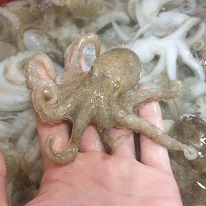 국내산 활 주꾸미 1kg 쭈꾸미 생물 생주꾸미 12미내외