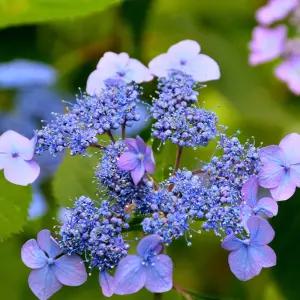 [충북농원] 산수국 수국나무 묘목 - 포트묘