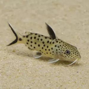 시노돈티스 페트리콜라 1마리