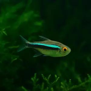 블랙네온테트라 10마리