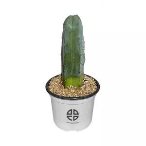 사막에 사는 식물 관찰 실험용 기둥 선인장 용신목